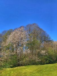Scenic view of field against clear blue sky