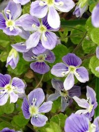 Close-up of purple flowers