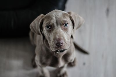 High angle portrait of dog sitting on floor