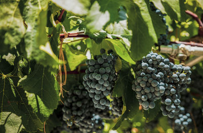 Close-up of red grapes growing in vineyard
