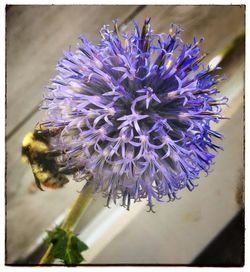 Close-up of bee on purple flower