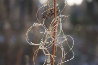 Close up of plant against blurred background