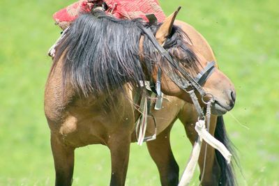 Close-up of a horse on field