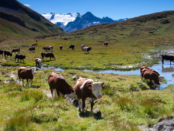 Cows walking on grassy field against mountains