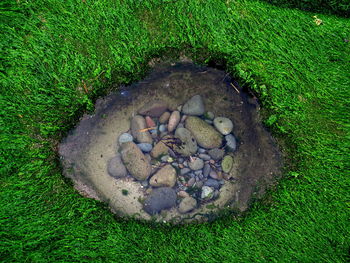 High angle view of turtle in grass