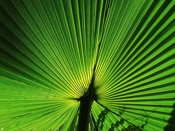 Full frame shot of palm tree leaves