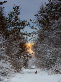 Trees on snow covered land against sky