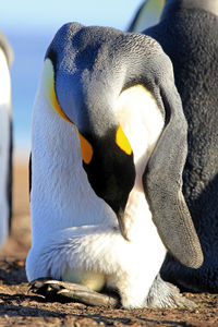 Close-up of two birds