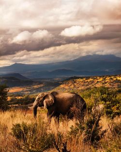 African elephant on grassy field by mountains against cloudy sky