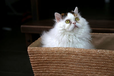 Close-up portrait of cat sitting on sofa