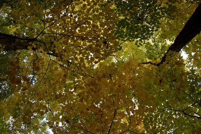 Low angle view of tree against sky