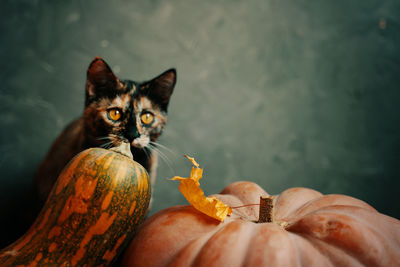 Close-up of hand holding cat