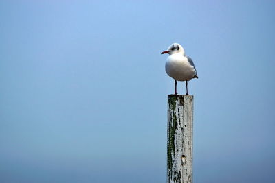 Seagull perching on wooden post against clear sky