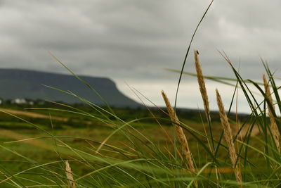 Close-up of grass growing on field