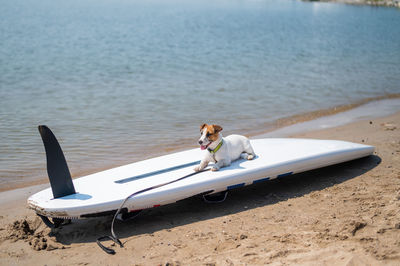 Dog on beach