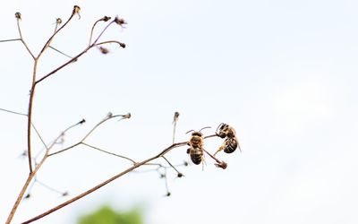 Low angle view of insect perching on branch against clear sky