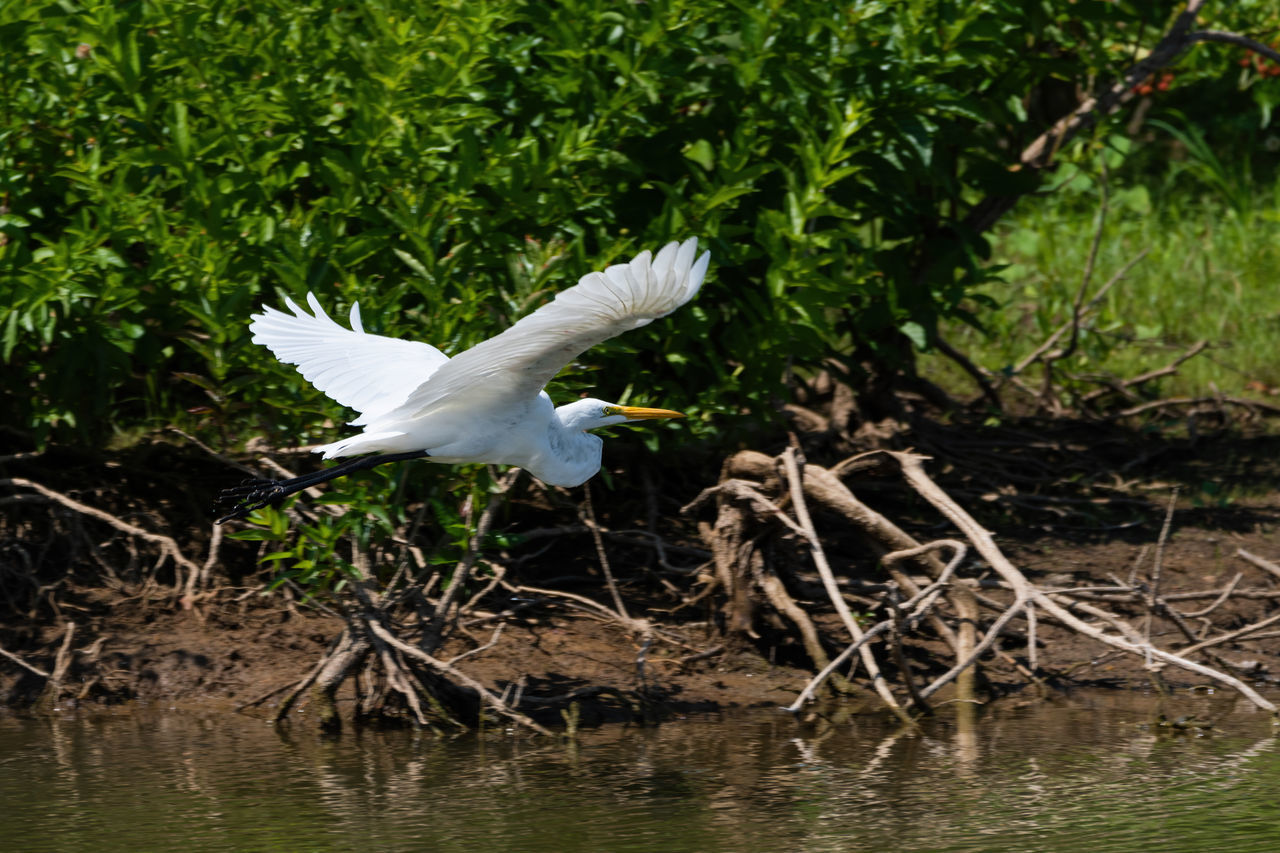 VIEW OF BIRD FLYING OVER LAKE