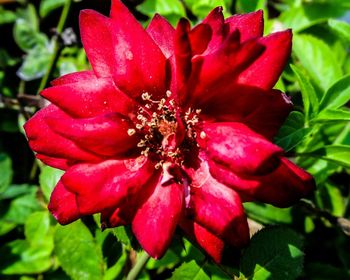 Close-up of red flower blooming outdoors