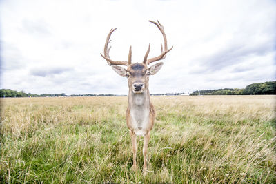 Portrait of deer on field