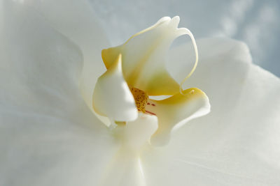 Close-up of white rose