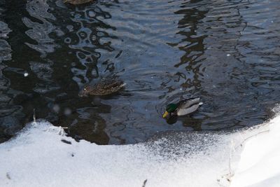 High angle view of ducks swimming on lake