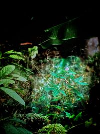 Close-up of plants growing on field at night