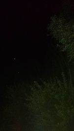 Low angle view of trees against sky at night