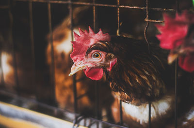 Close-up of rooster in cage