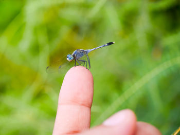 Butterfly on hand