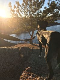 Dog on beach against sky during sunset