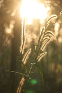 Close-up of stalks in field against sky