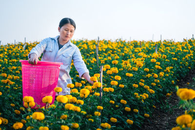 Contemplating woman picking flowers while standing with basket against clear sky