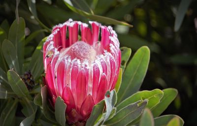 Close-up of pink rose flower
