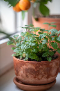 Close-up of potted plant on table