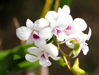 Close-up of white flowers