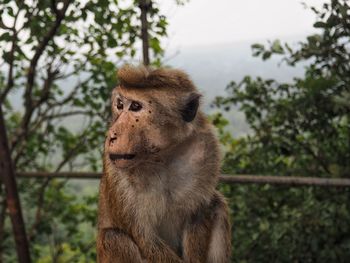 Close-up of monkey against trees