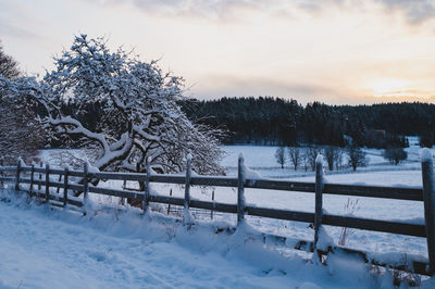 Trees on snow covered landscape