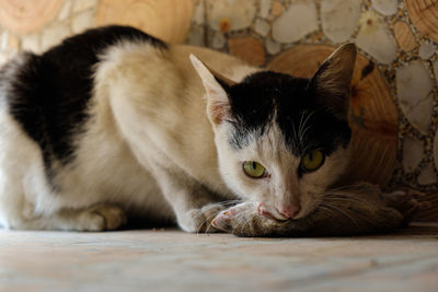 Close-up of cat resting on floor