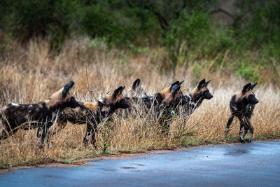 Wild dogs on road in kruger