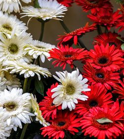 Close-up of white daisy flowers