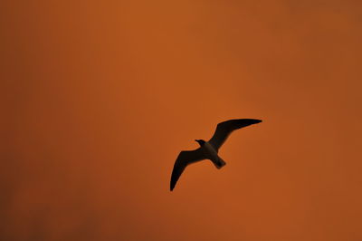 Low angle view of bird flying in sky at sunset