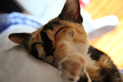 Close-up of cat sleeping on bed