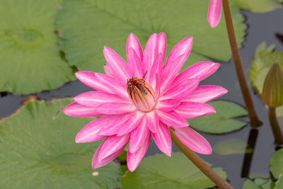 Close-up of pink lotus