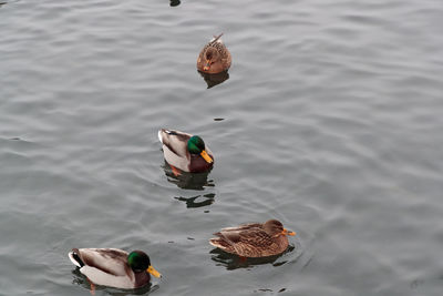 High angle view of ducks swimming on lake