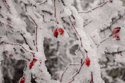 Close-up of snow covered plant