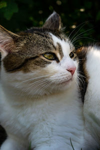 Close-up portrait of a cat