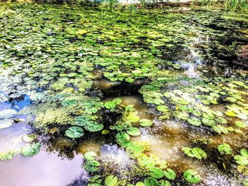 High angle view of leaves floating on lake