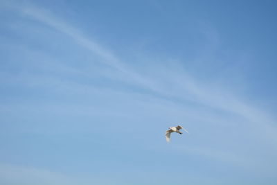 Low angle view of seagull flying in sky