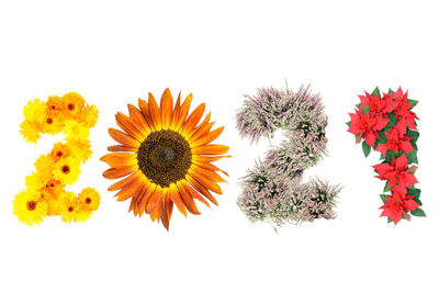 Close-up of flowering plant against white background