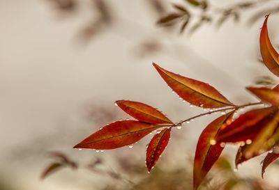 Close-up of plant growing outdoors during autumn